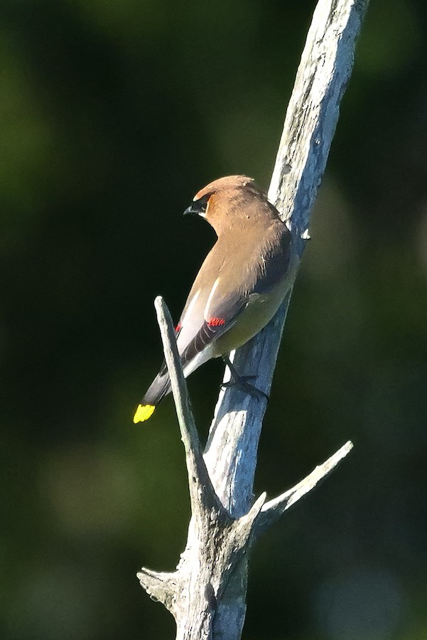 Cedar Waxwing - Roger Horn