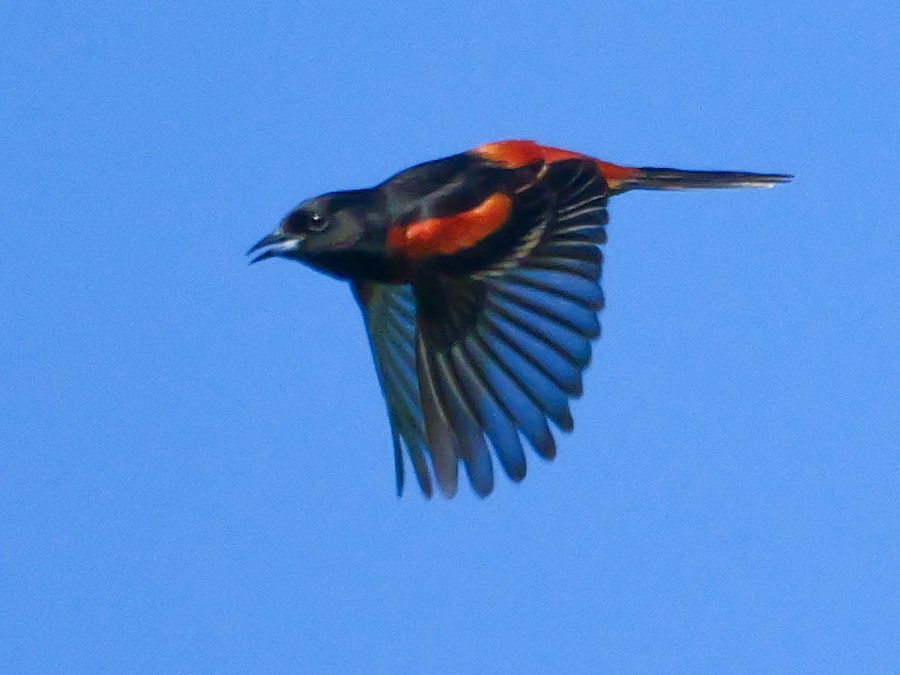 Orchard Oriole - Roger Horn