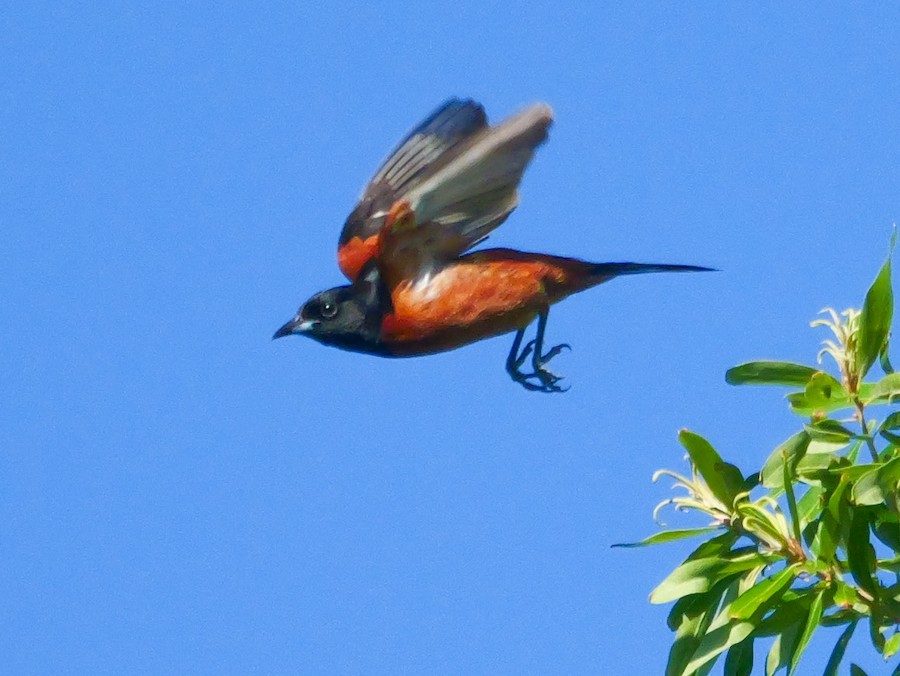Orchard Oriole - Roger Horn