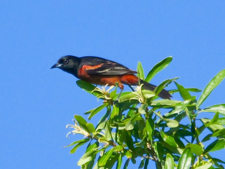 Orchard Oriole - Roger Horn