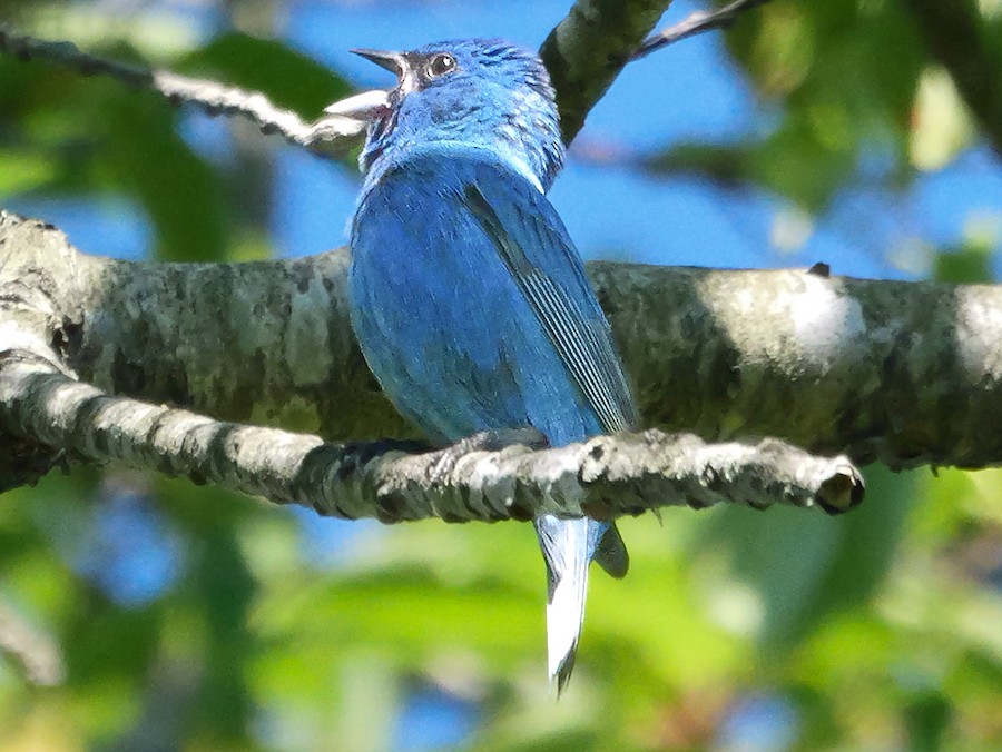 Indigo Bunting - Roger Horn