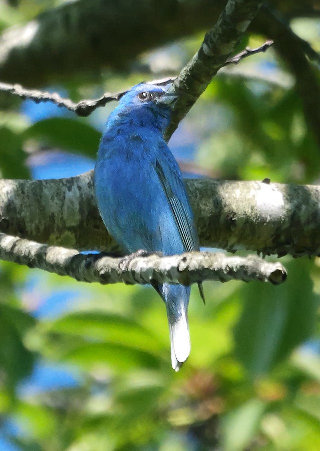 Indigo Bunting - Roger Horn