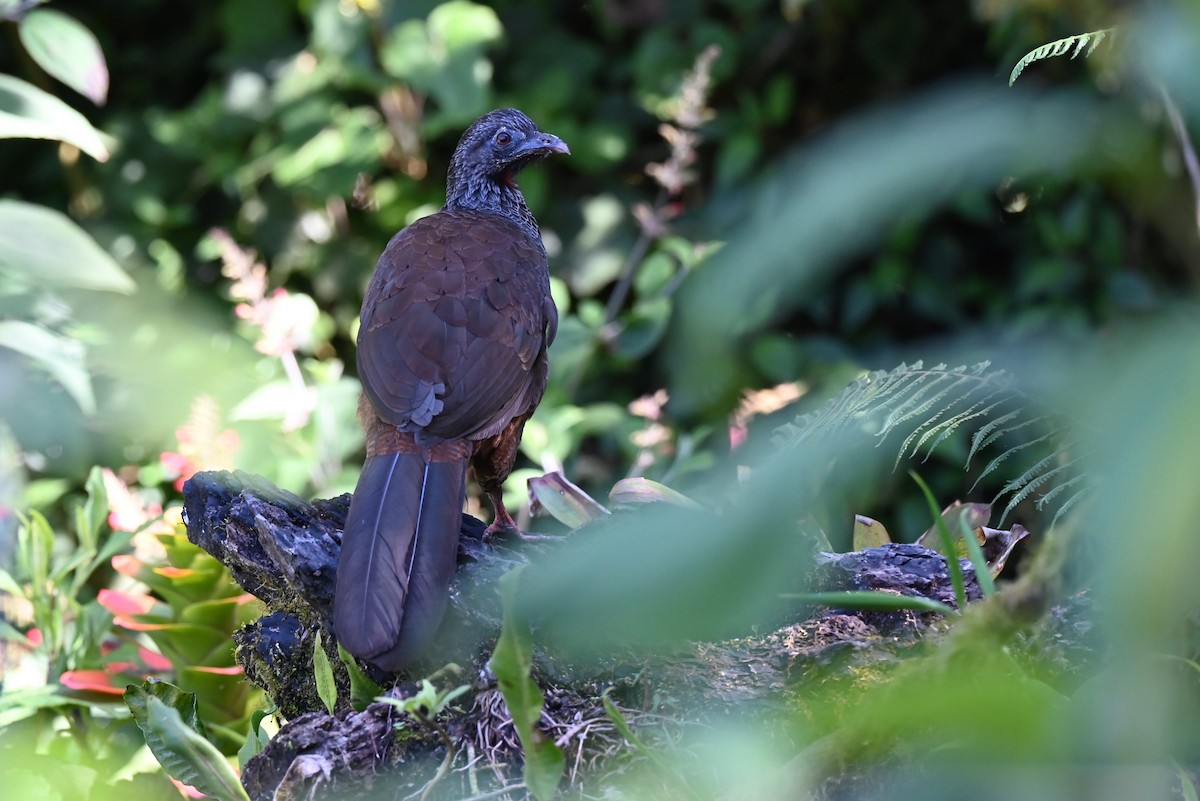 eBird Checklist - 11 Jun 2026 - Reserva Zuro Loma - 26 species