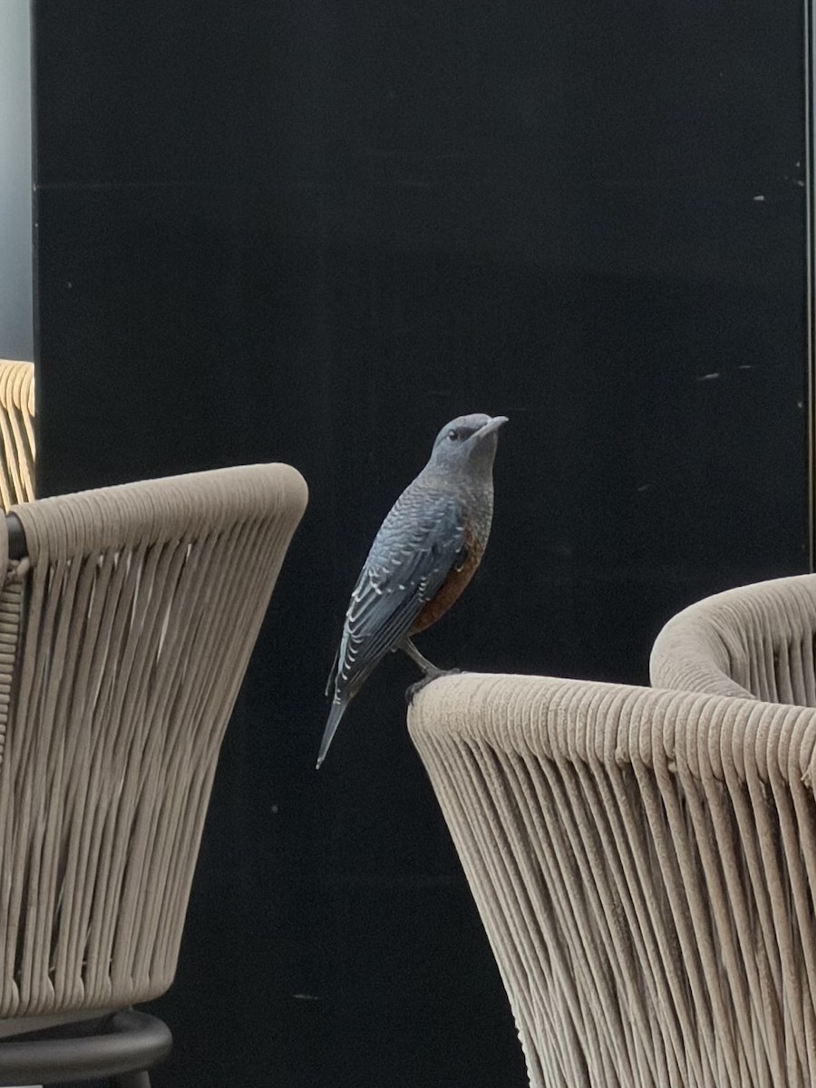 eBird Checklist - 20 Jun 2026 - CapitaSpring - 1 species