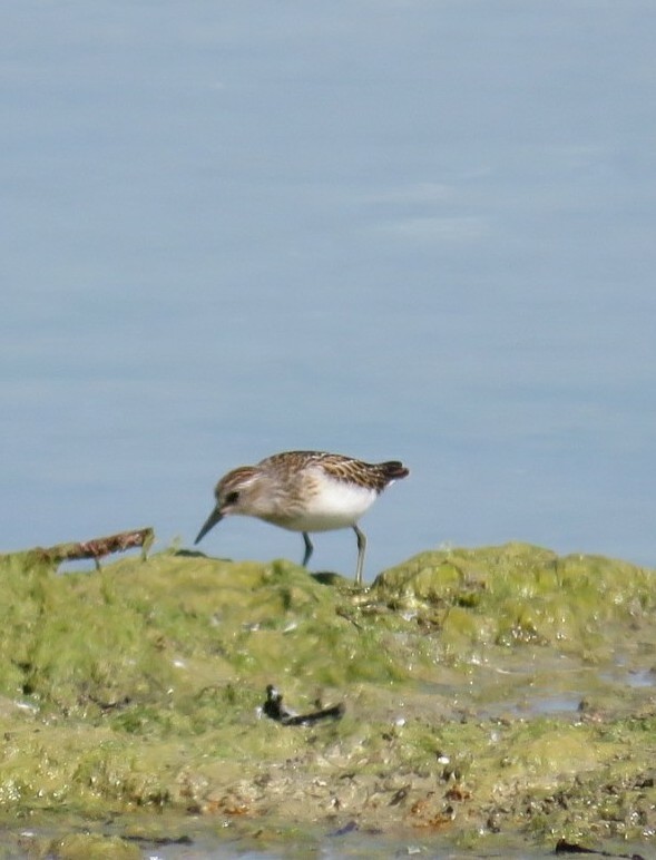 Least Sandpiper - ML66007251