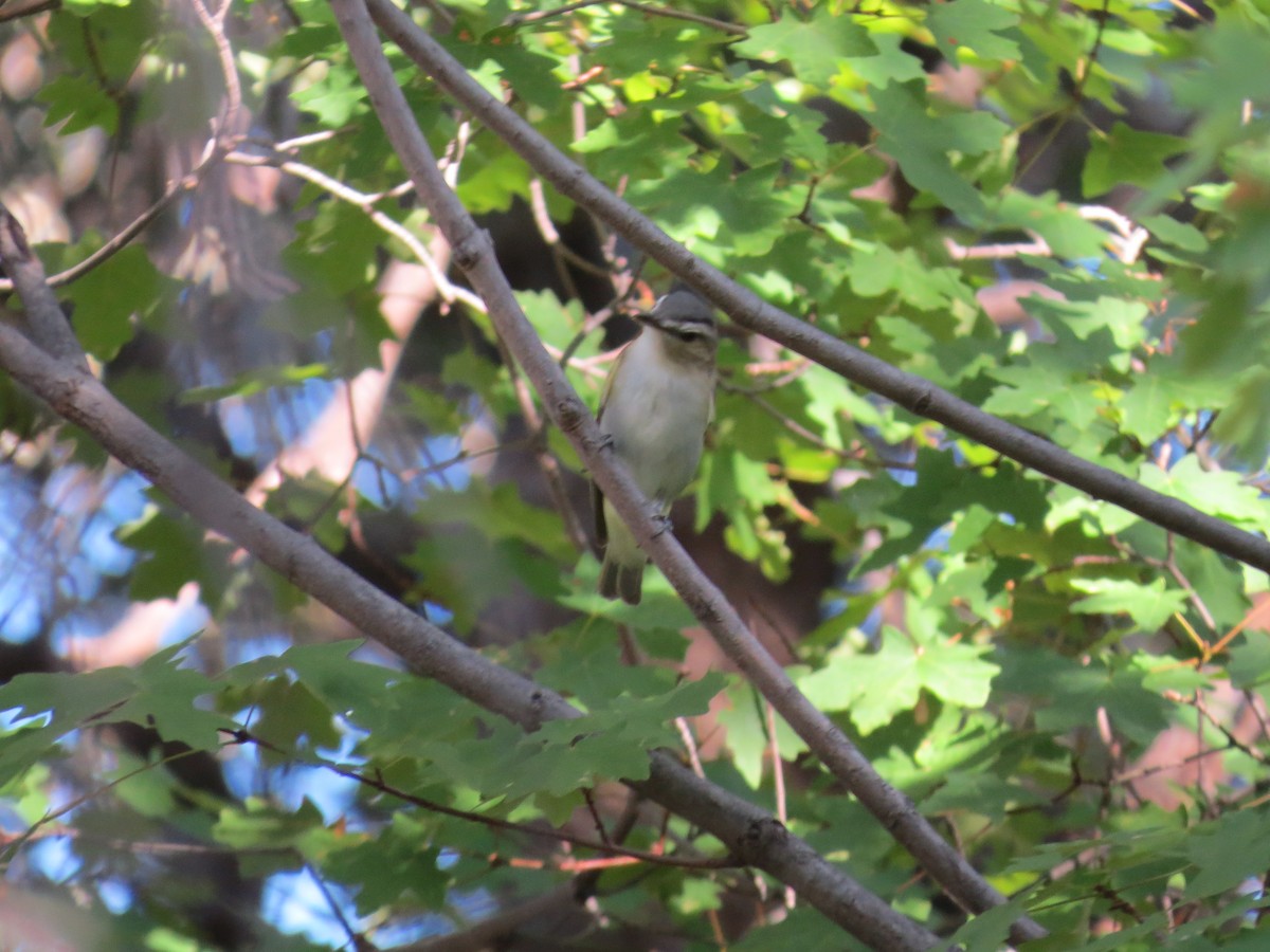 Red-eyed Vireo - ML66010091