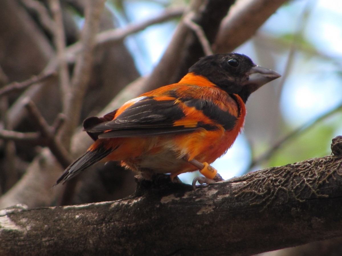 Red Siskin - ML66010781