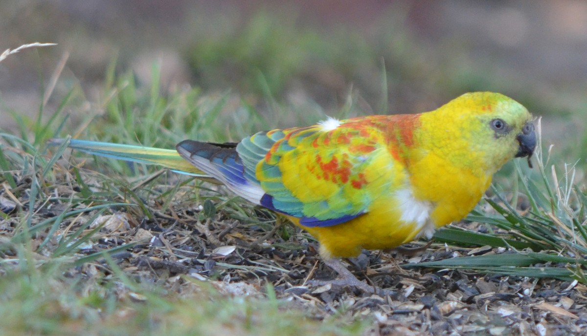 Psittaciformes sp. (parakeet sp.) - ML66011691