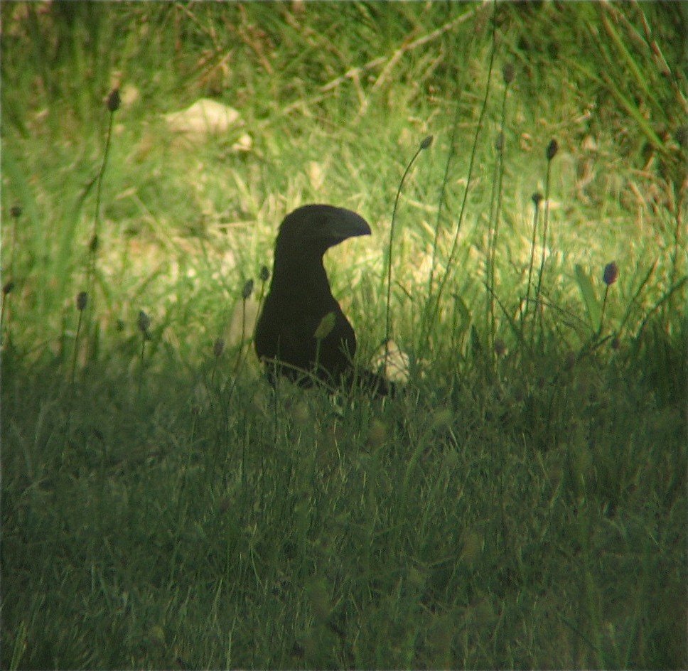 Groove-billed Ani - ML66014031