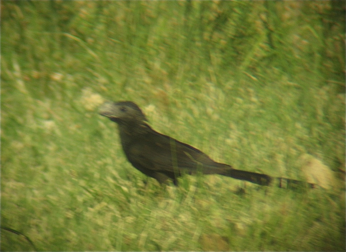 Groove-billed Ani - ML66014041