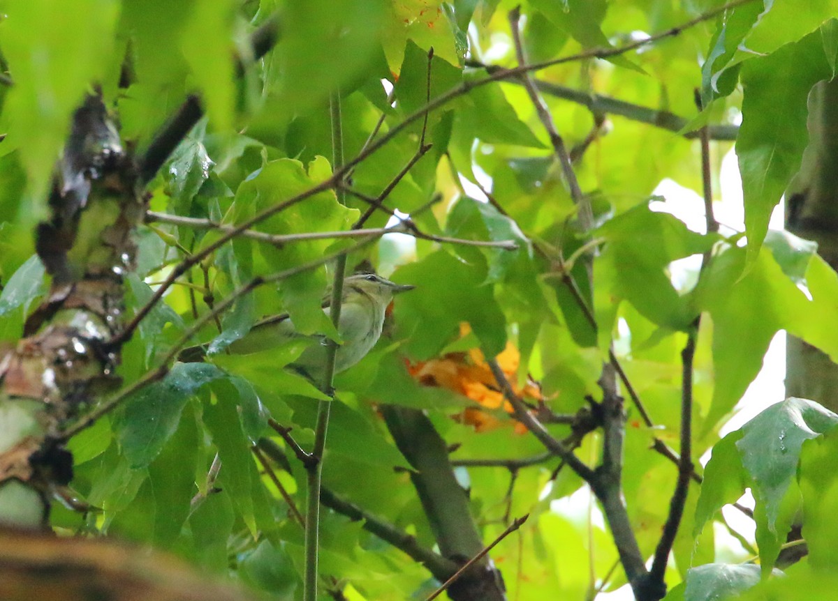 Red-eyed Vireo - ML66014321