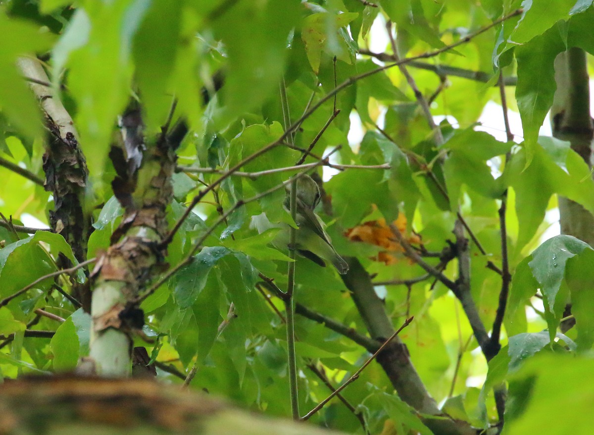 Red-eyed Vireo - ML66014331