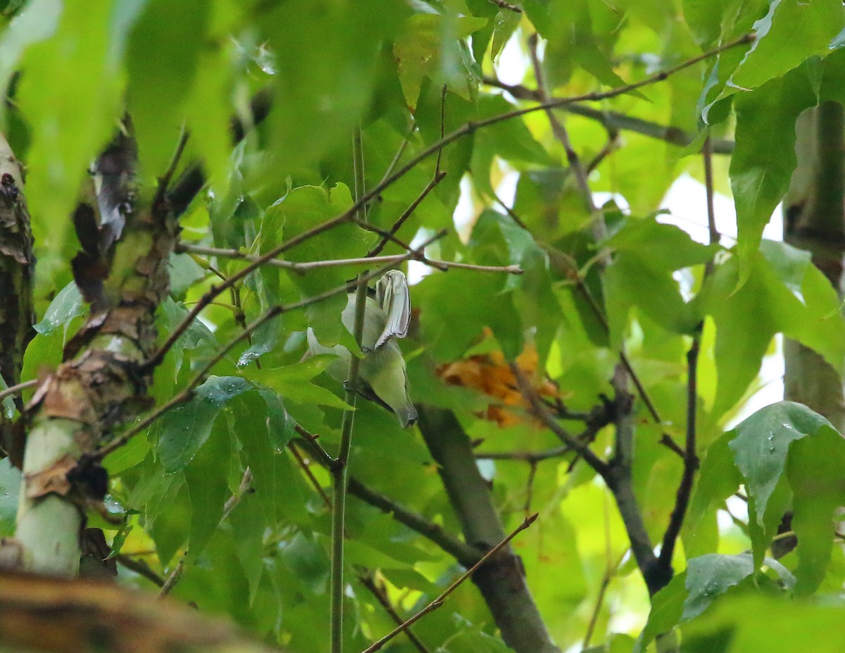 Red-eyed Vireo - ML66014351