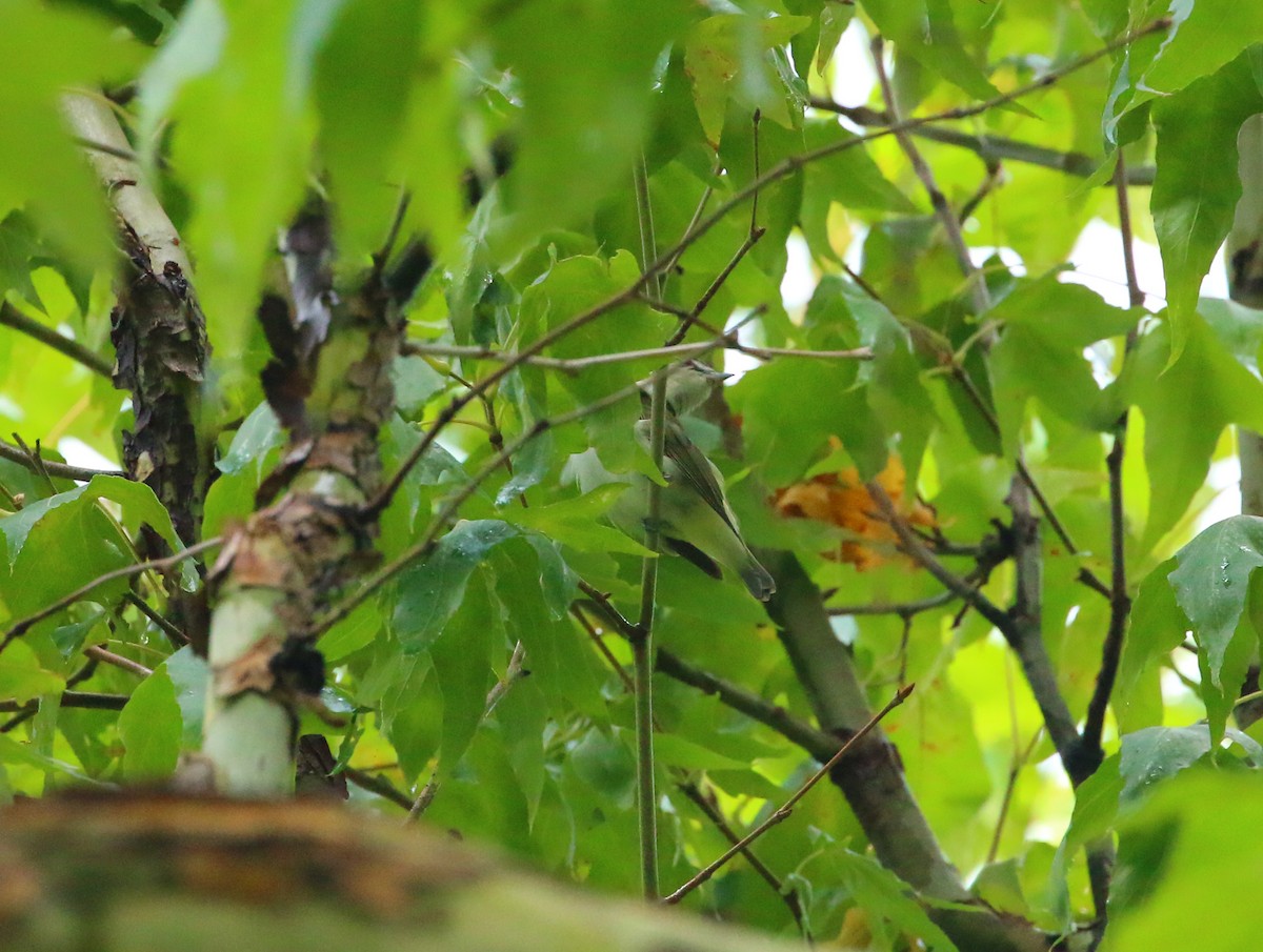 Red-eyed Vireo - ML66014361