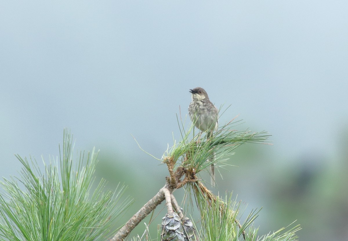 Himalayan Prinia - ML66014891