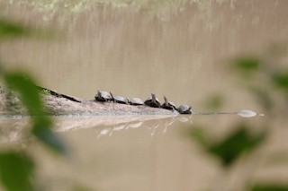 BR Hills WLS, Chamarajanagara, Karnataka, India - eBird Hotspot