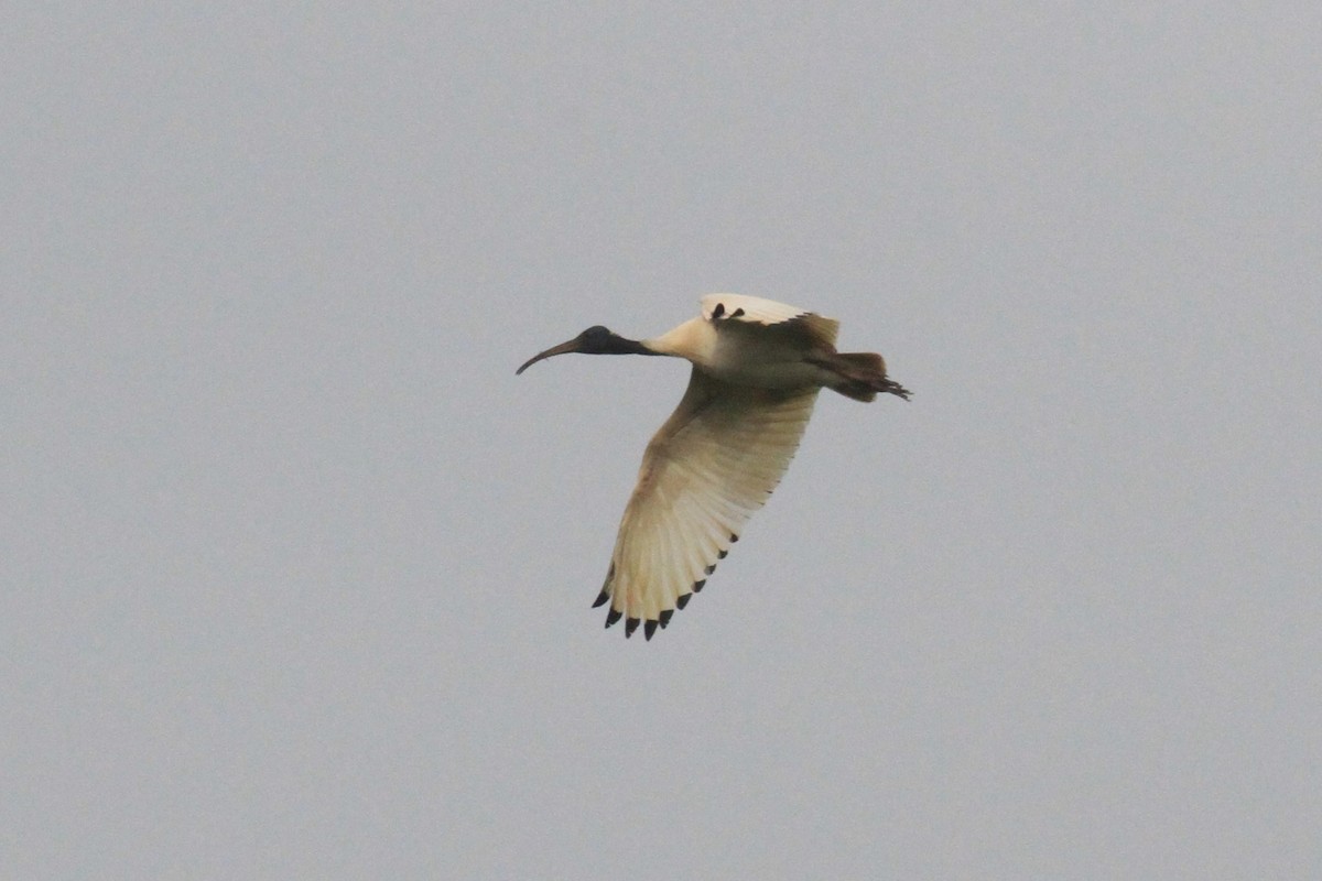 Australian Ibis - ML66018331