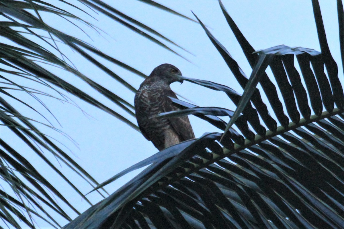 Brown Goshawk - ML66018341