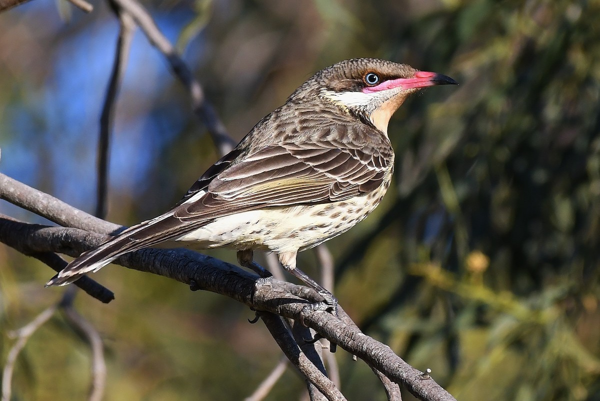 Spiny-cheeked Honeyeater - ML66018521