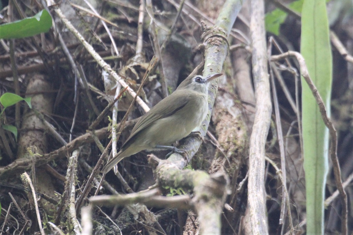 Bare-eyed White-eye - Charles Davies