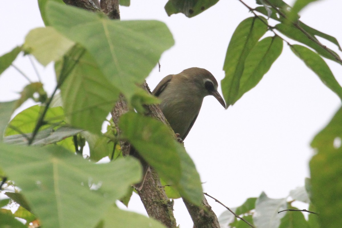 Bare-eyed White-eye - Charles Davies