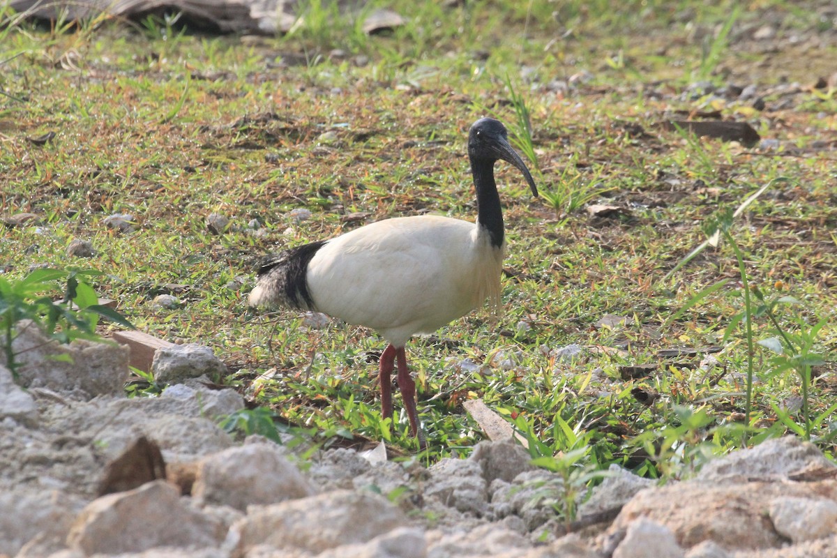 Australian Ibis - ML66018741