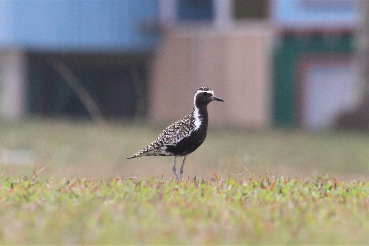 Chorlito Dorado Siberiano - ML66018771