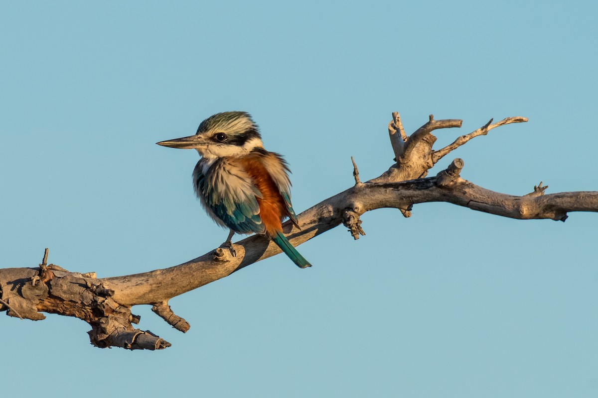 Red-backed Kingfisher - Raphaël Nussbaumer