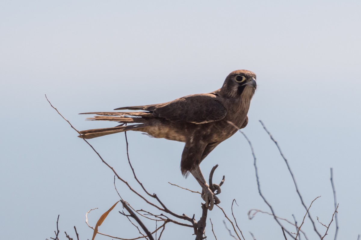 Brown Falcon - ML66019191