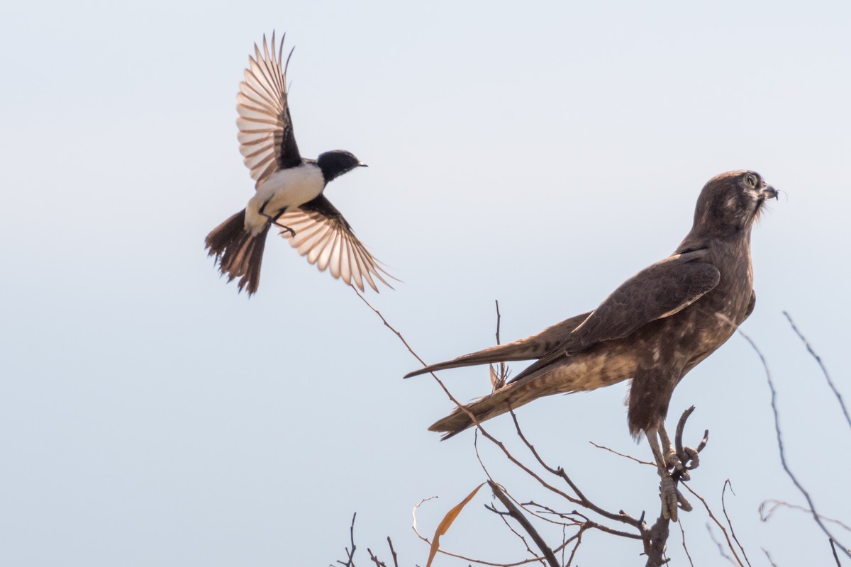 Brown Falcon - ML66019201