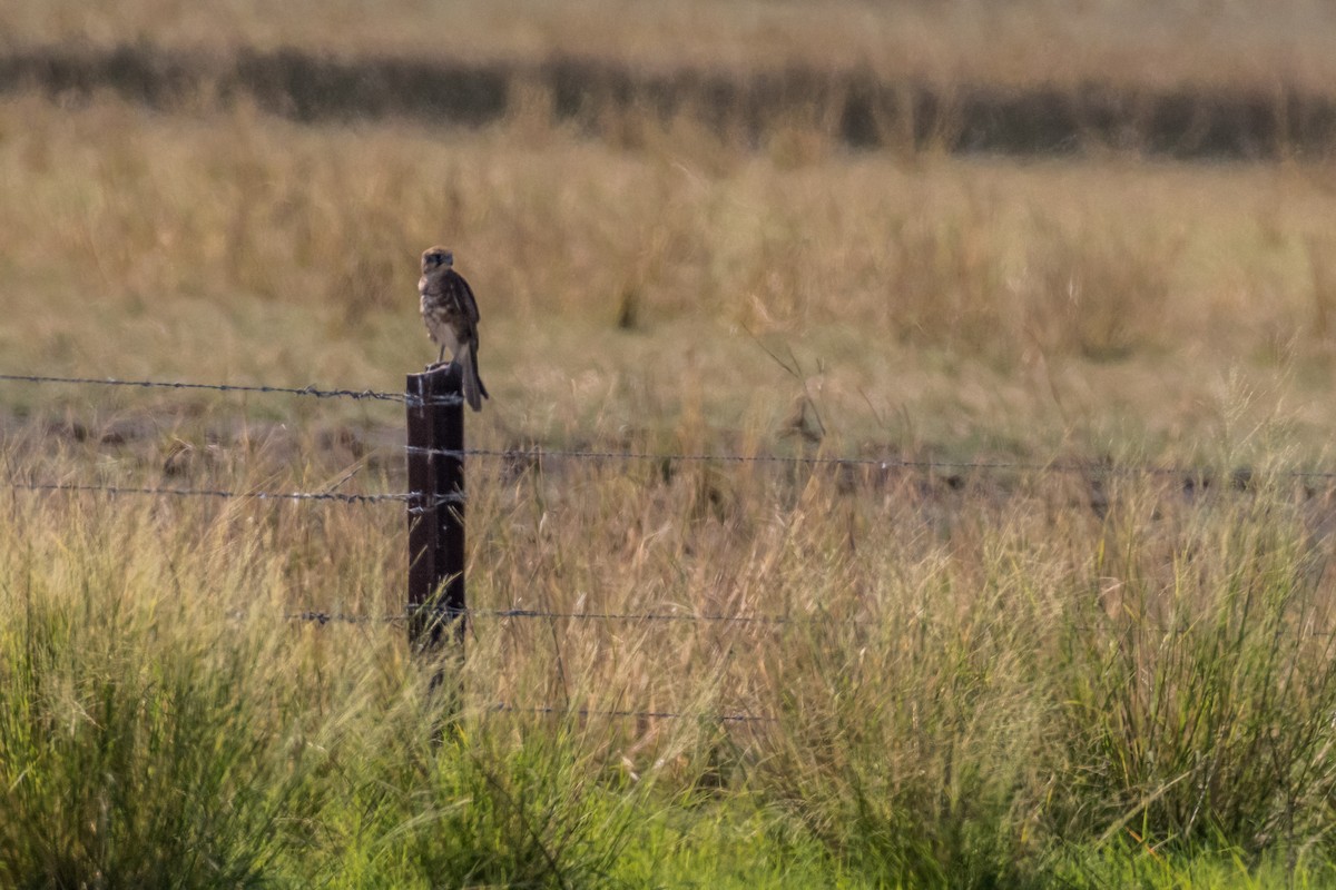 Brown Falcon - ML66019211