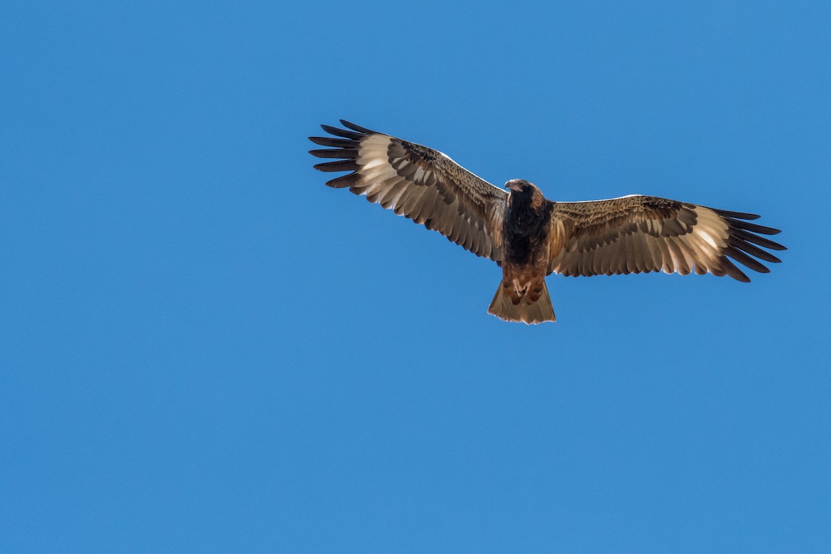 Black-breasted Kite - ML66019341