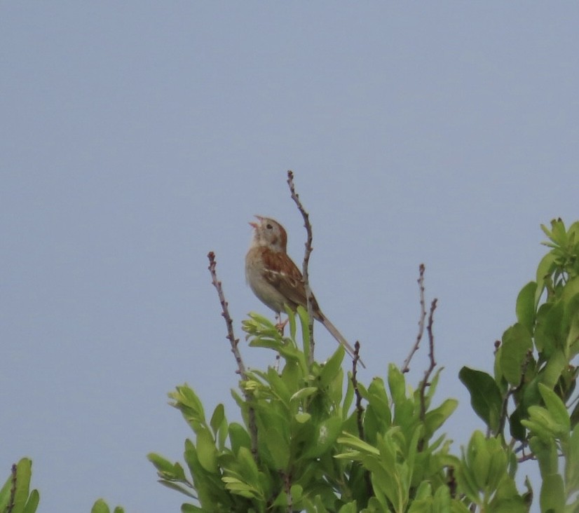 Field Sparrow - Ruth Bergstrom