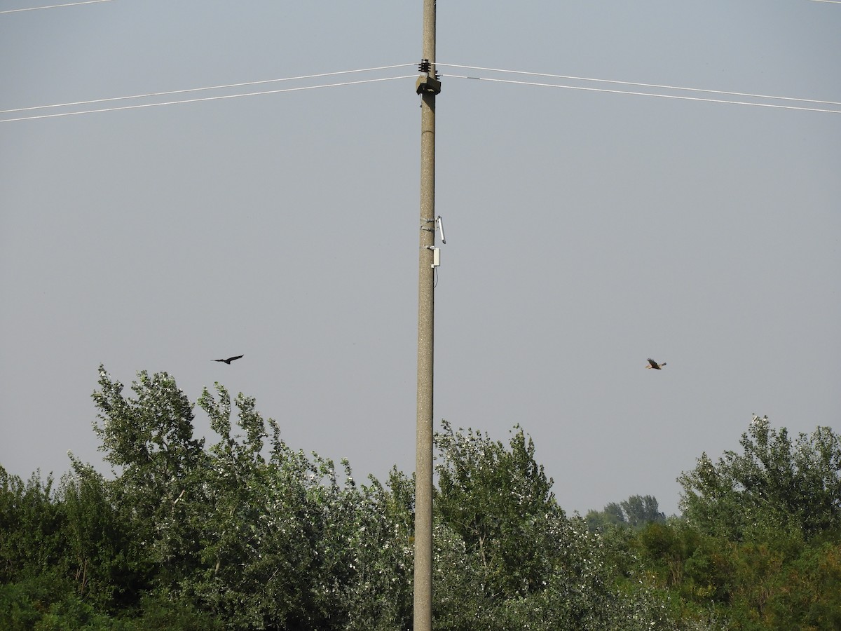 Намгийн хулд - ML66021521