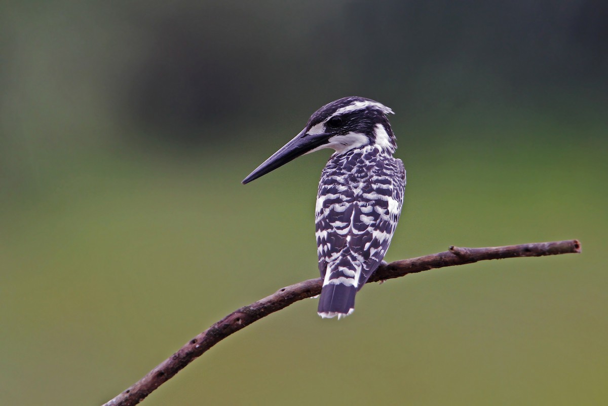 Pied Kingfisher - ML66021641