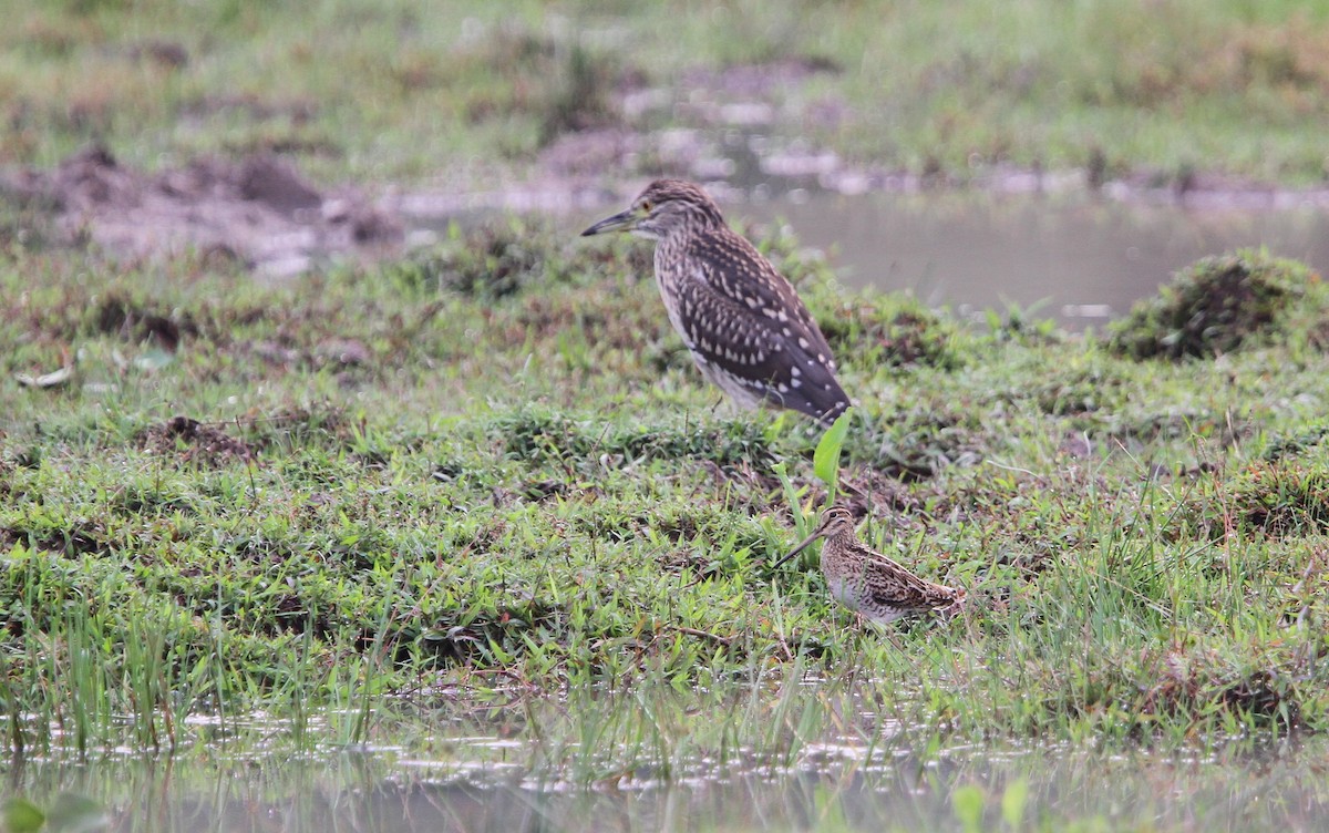 Pin-tailed Snipe - Christoph Moning