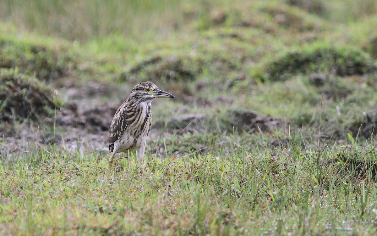 Nachtreiher (nycticorax) - ML66021711