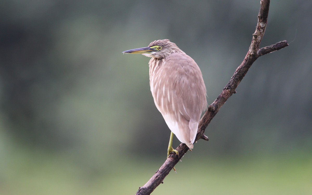 Indian Pond-Heron - ML66021721