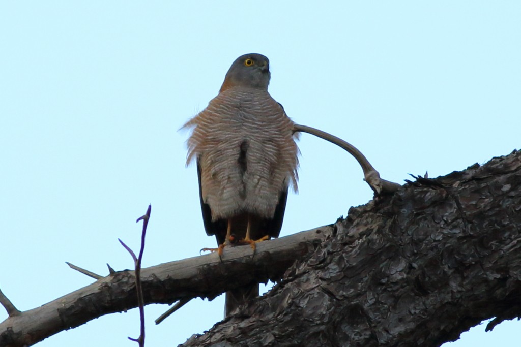 Collared Sparrowhawk - Leigh Pieterse