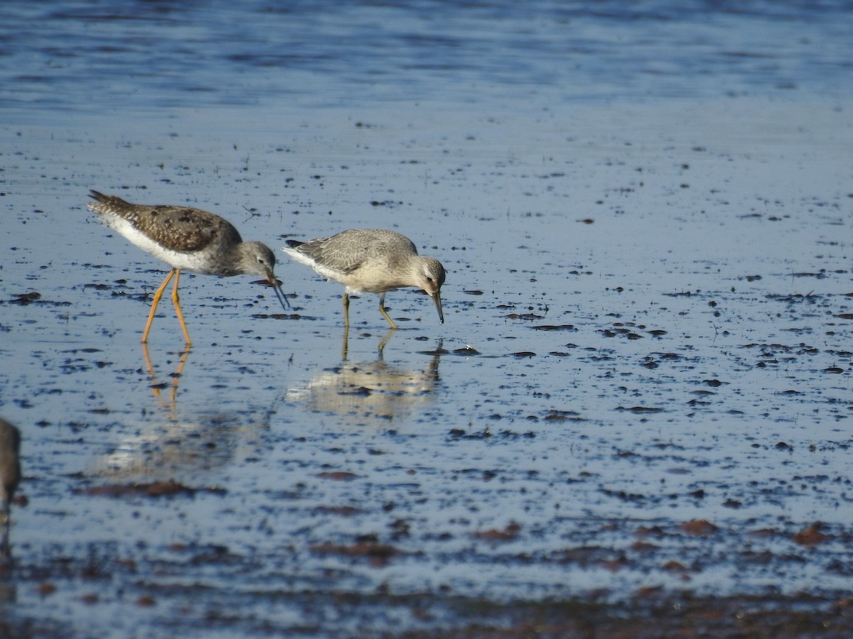 Red Knot - Sylvia Craig