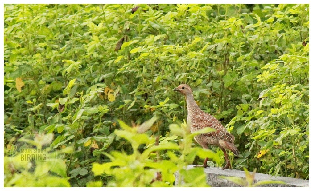 Gray Francolin - ML66023831