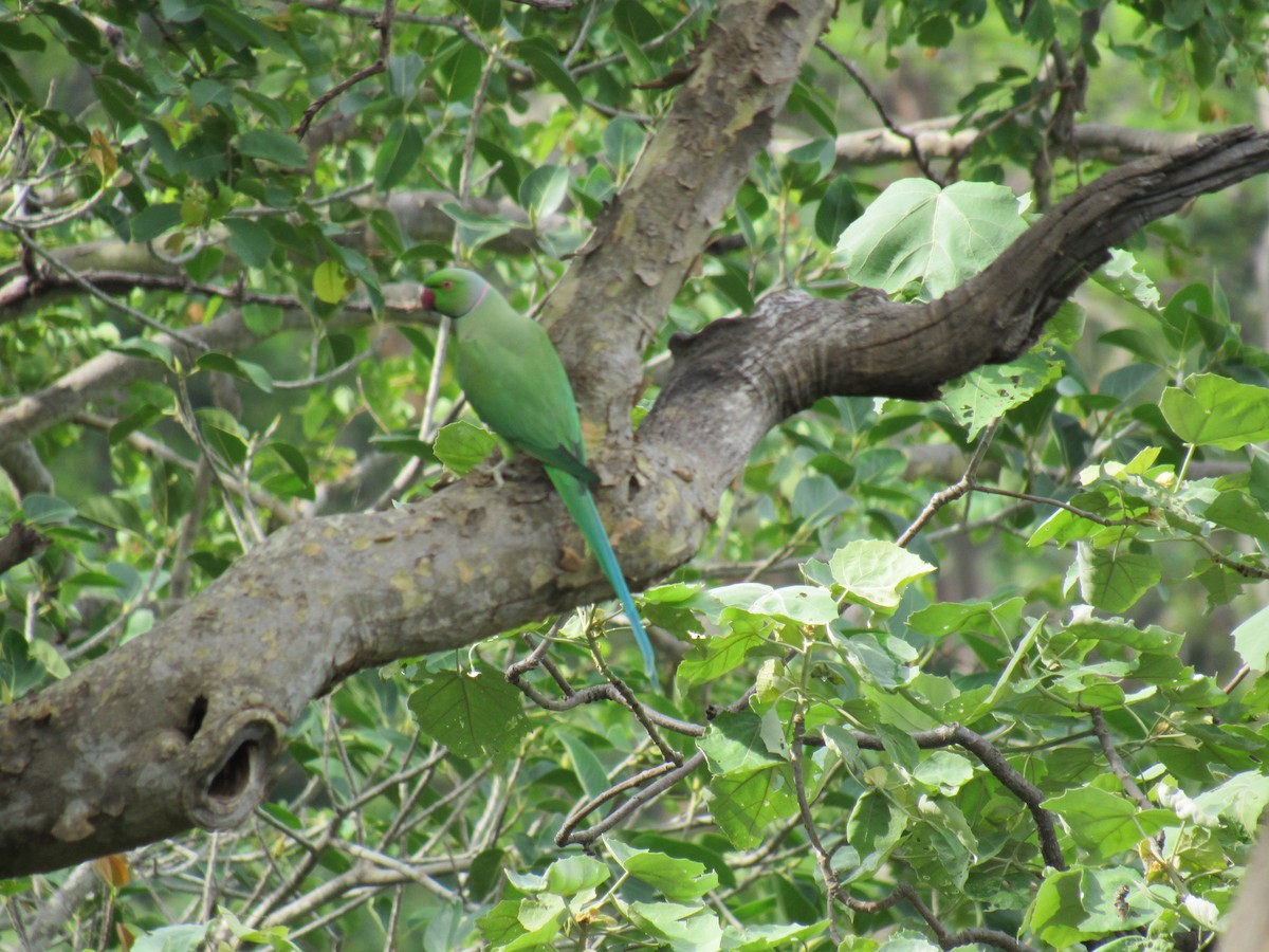 Rose-ringed Parakeet - ML66025461