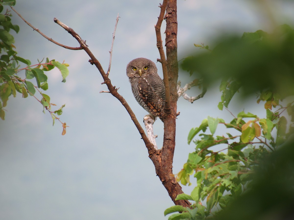 Jungle Owlet - ML66025561