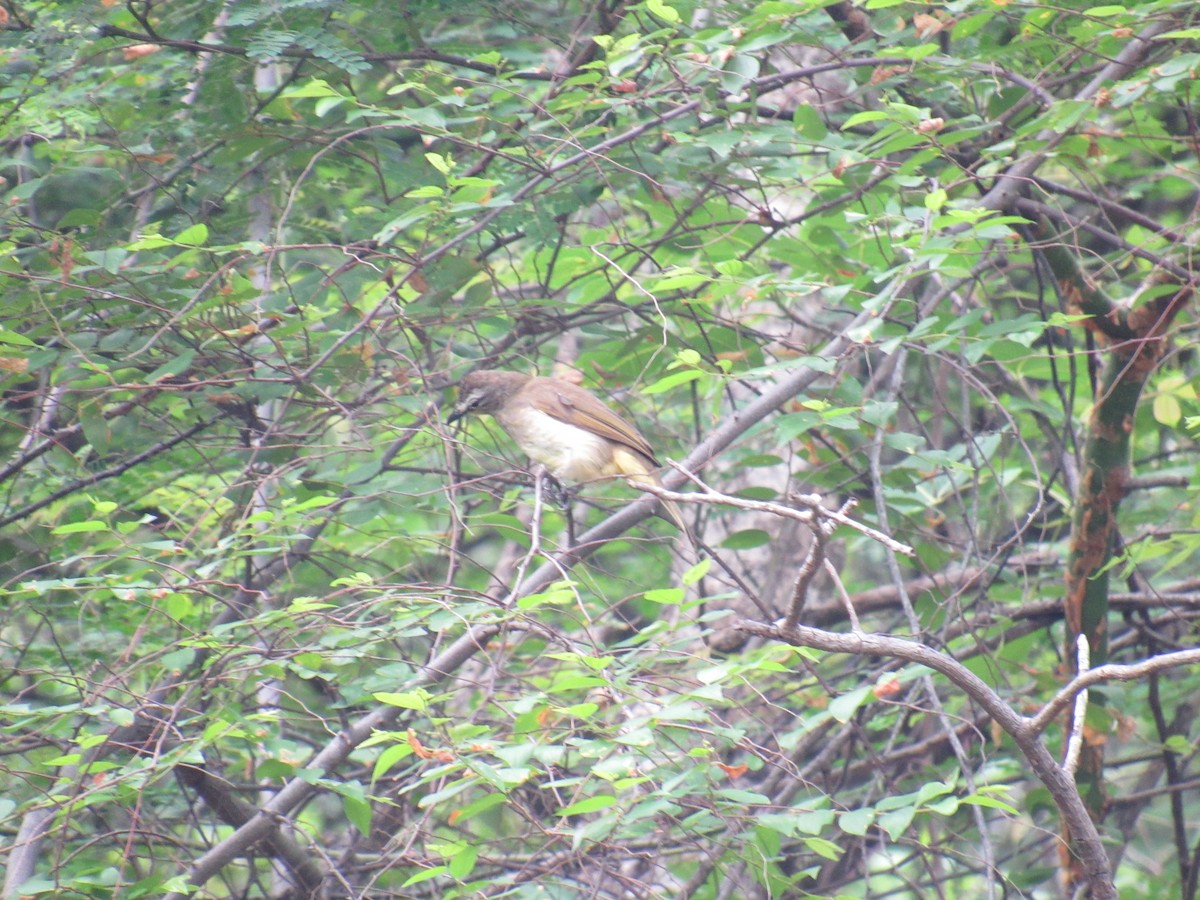 White-browed Bulbul - ML66025611