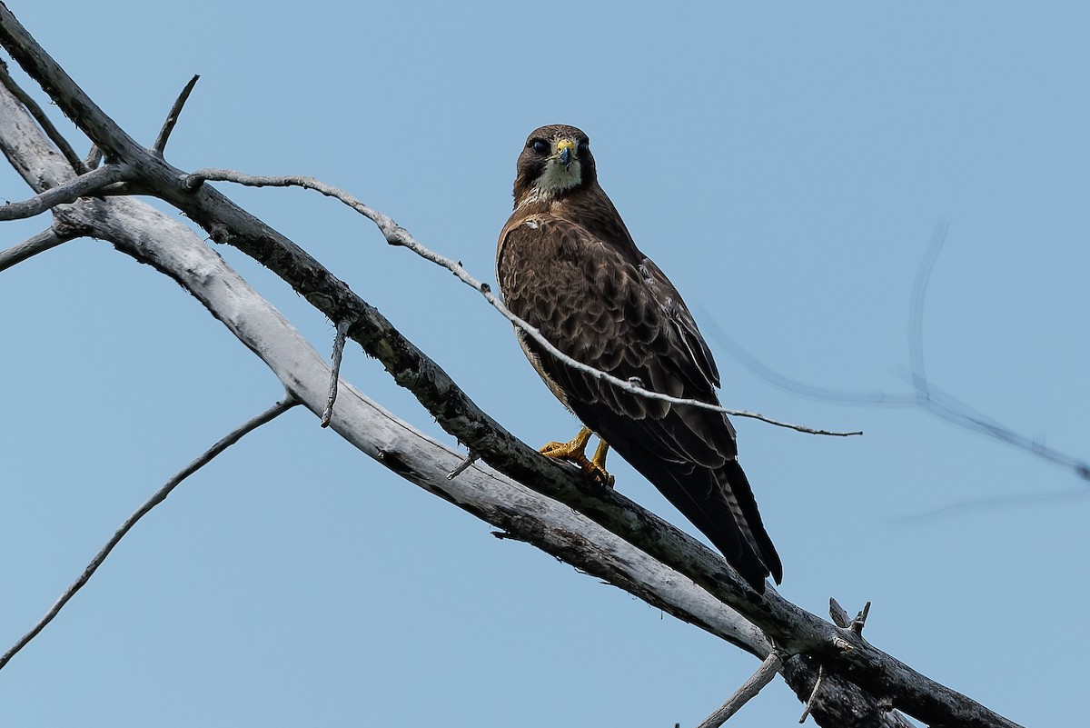 eBird Checklist - 3 Jun 2026 - mp 106, ND-3, Tuttle, ND - 16 species