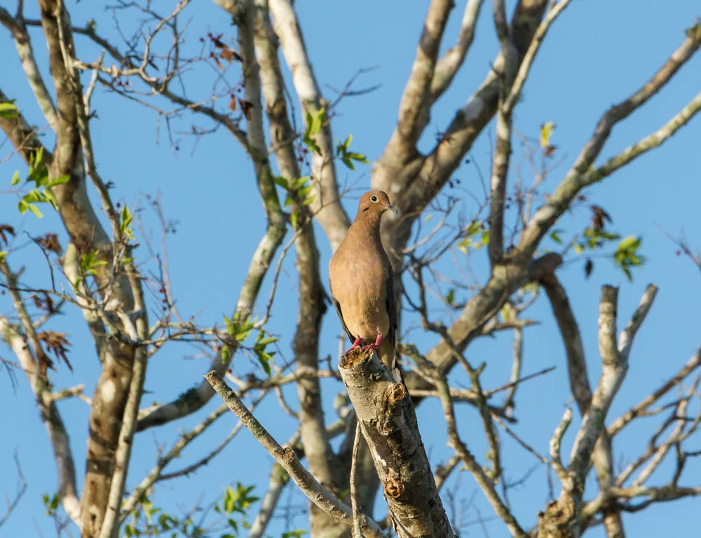 Mourning Dove - ML66027201