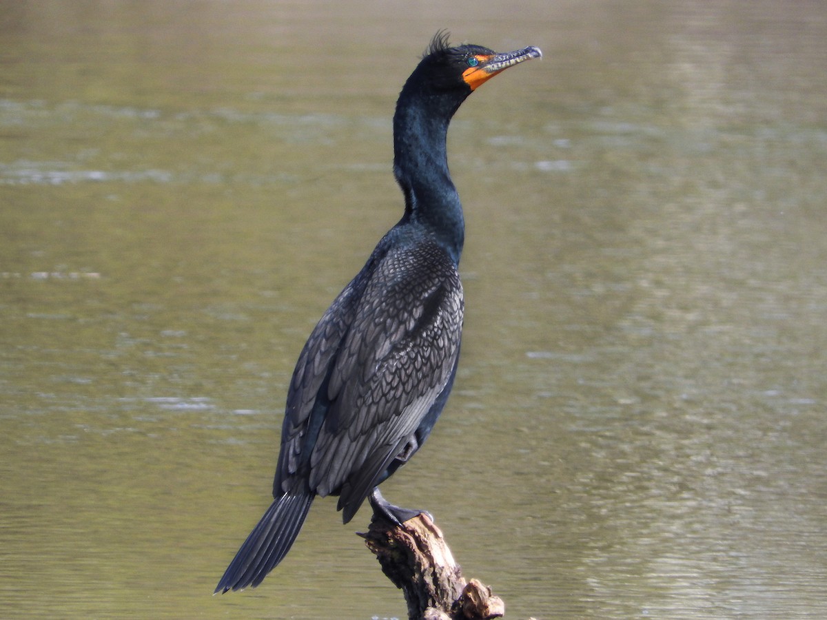 Breeding adult