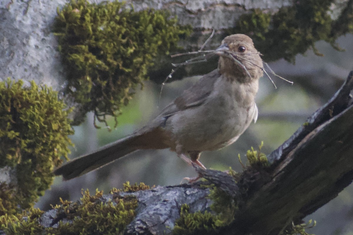 California Bird Atlas Checklist - 18 Jun 2026 - Auburn SRA--Foresthill ...