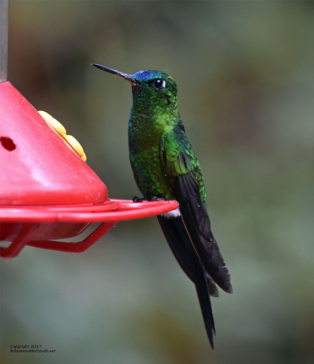 Colibri à ailes saphir - ML66029451