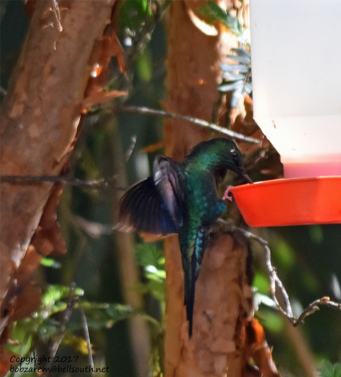 Colibri à ailes saphir - ML66029461